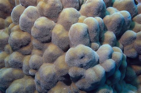 Arrecife De Coral Macro Textura Fondo Abstracto Del Ecosistema