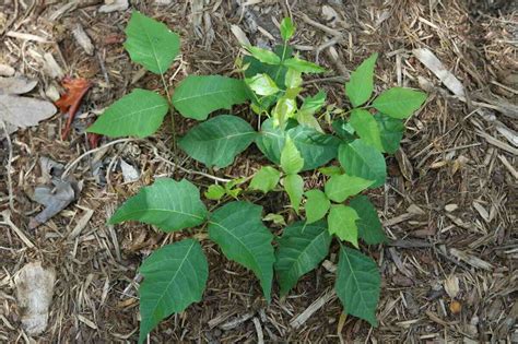 How To Get Rid Of Poison Ivy In Your Yard