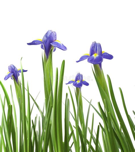 Beautiful Iris Stock Image Image Of Isolated T Botany 57163365