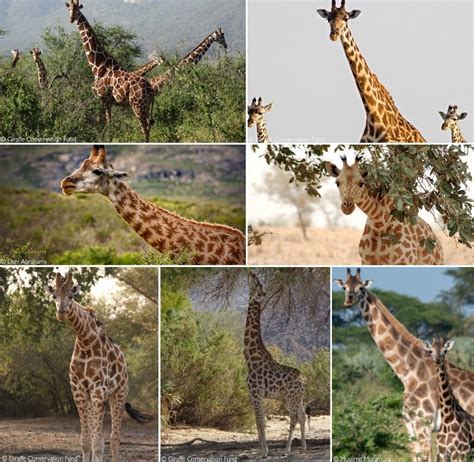 Four Giraffe Species Seven Subspecies New Research Africa Geographic