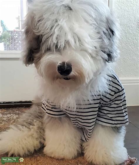 Mini Sheepadoodle Looking For Love Stud Dog In Tx The United States