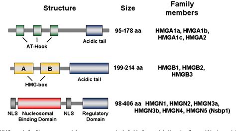 Figure From Binding And Interplay Of Hmg Proteins On Chromatin