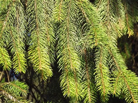 Norway Spruce Abies Abies Sunlit Light Green Pine Tree Branches And