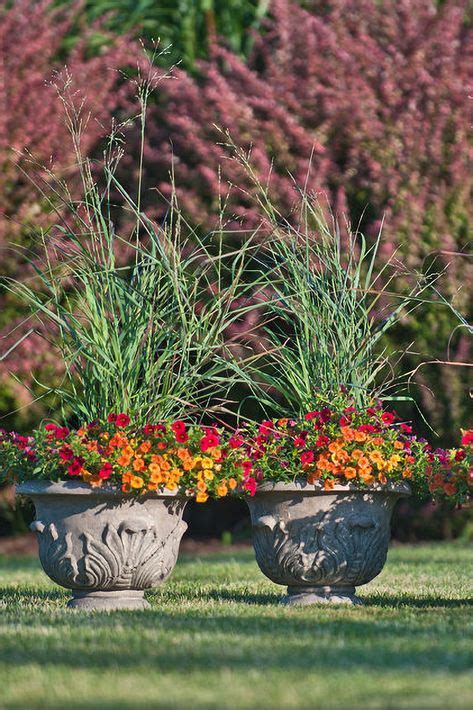 26 Best Perennials For Containers Images Perennials Container
