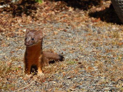 Shoreline Area News Wild Creatures Among Us Long Tailed Weasel