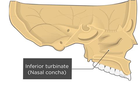 Inferior Conchae Bone