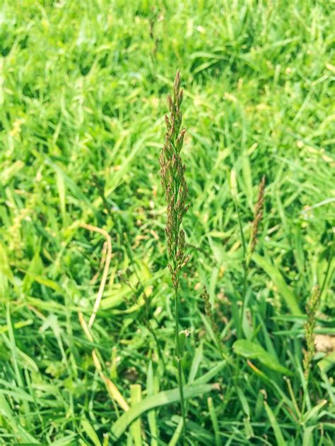 Managing Creeping Bentgrass Getting Rid Of Creeping Bentgrass In Lawns