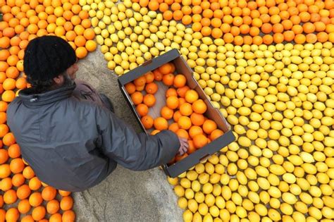 مصر الأولى عالمياً في تصدير البرتقال أخبار صحيفة الرؤية