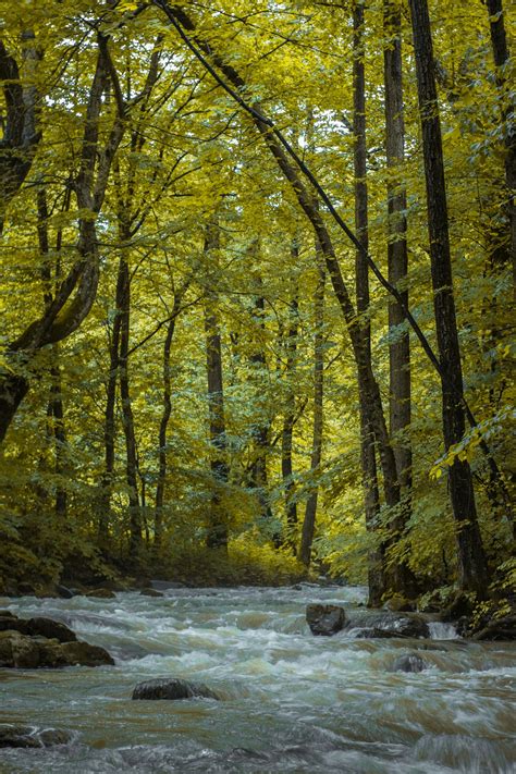 Photo Of River Surrounded By Trees · Free Stock Photo