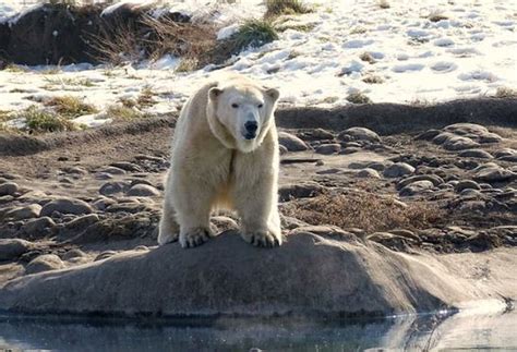 Male Polar Bear Kills Female Bear During Breeding Attempt