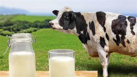 Club De Lactofilia Amamantame Usa Los Beneficios De La Leche Materna