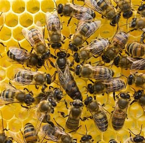 The Queen Bee Facts Everyone Should Know Carolina Honeybees