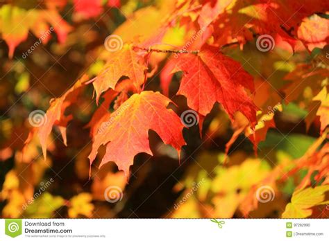 Beautiful Fall Colours Of Sugar Maple Leaves Acer Saccharum In