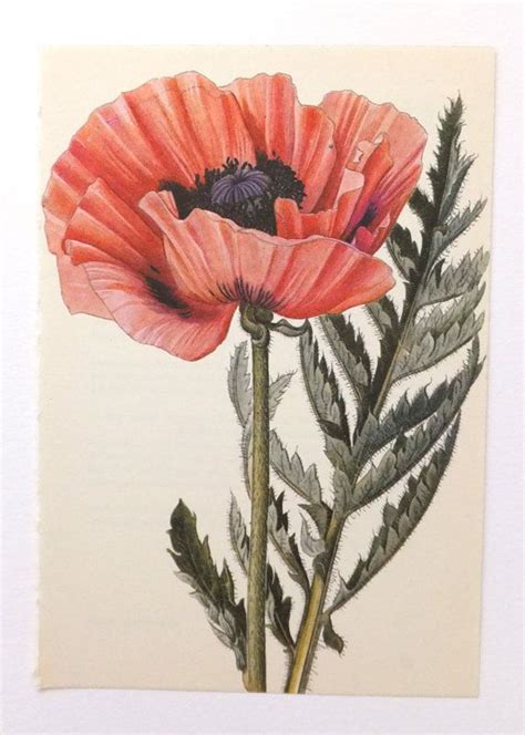 Poppy Vintage Flower Picture Red Botanical Print Paper Goods