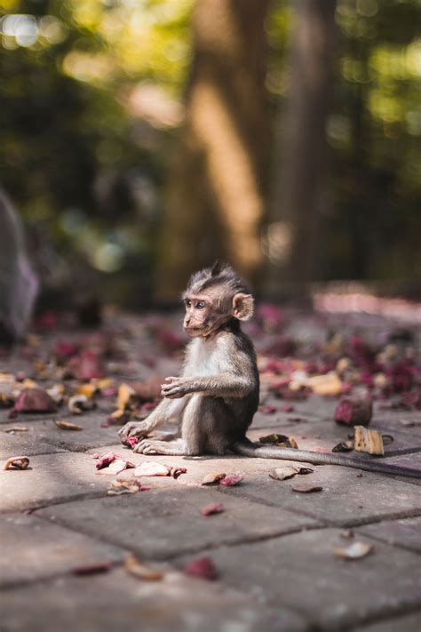Monkey Animal Wallpapers Wallpaper Cave
