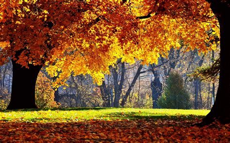 Cool Autumn Wallpapers Top Free Cool Autumn Backgrounds Wallpaperaccess