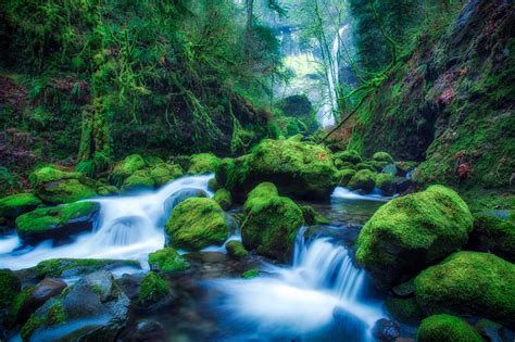 Photo Elowah Falls Oregon Mossy Forest Free Pictures On Fonwall