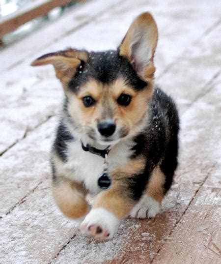 Cooper The Pembroke Welsh Corgi Puppies Daily Puppy