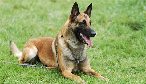 See more of belgian shepherd dogs on facebook. Belgian Shepherd Dog Malinois | Dog Breeds | Purina