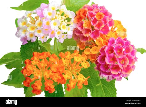 Beautiful Colorful Of Lantana Camara Flower With Drops Is Isolated On