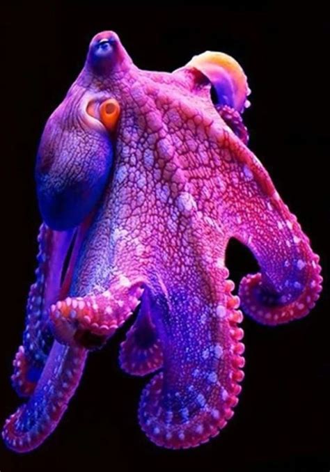 Purple Octopus Tiefsee Wesen Schöne Meerestiere Meerestiere