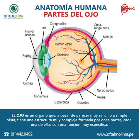 AnatomÍa Humana Partes Del Ojo Oftalmolima