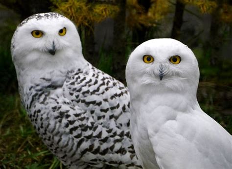 10 Ciri Dan Fakta Menarik Tentang Burung Hantu Putih
