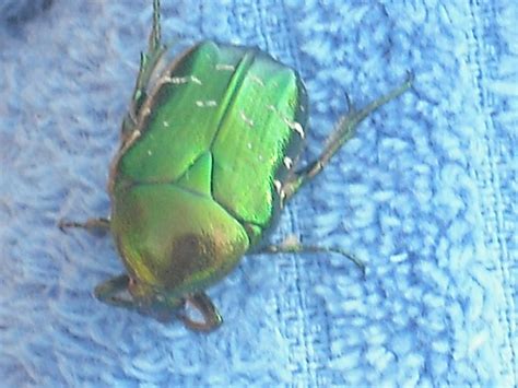 Minikäfer (käfer, ungeziefer, schlafzimmer) was sind das für ungeziefer in meinem schlafzimmer? Käfer auf dem Bett - Kitzbühel