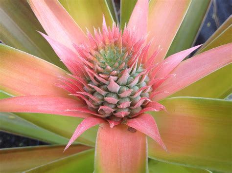 My Pineapple Bloom Rgardening