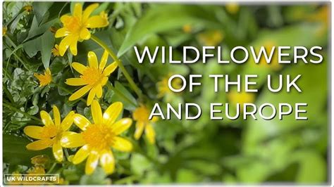 Uk Wild Flower Identification App Best Flower Site