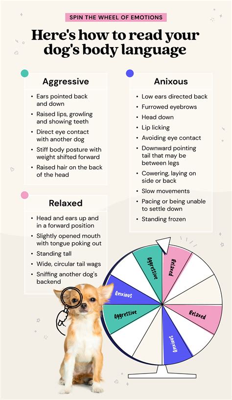 Understanding Your Dogs Body Language