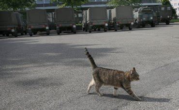 Brigadier broccoli hatte eigenes dienstbüchlein. This cat "works" for the Swiss Army - Brigadier Broccoli