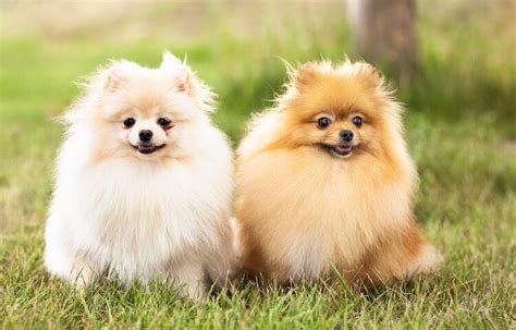 Pomeranian 10 Beautiful Reasons We Love Pom Poms All Things Dogs