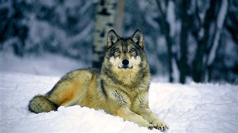 Hd Wallpapers 1080p Wolves Wolf Wallpaperspro