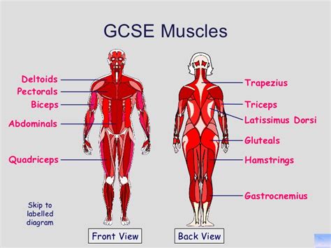 Muscles Labeled Front And Back Muscle Chart Front View