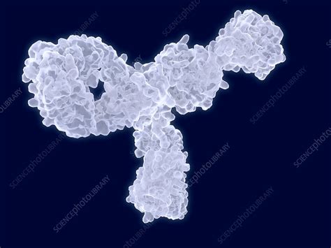Antibody Artwork Stock Image F0090483 Science Photo Library
