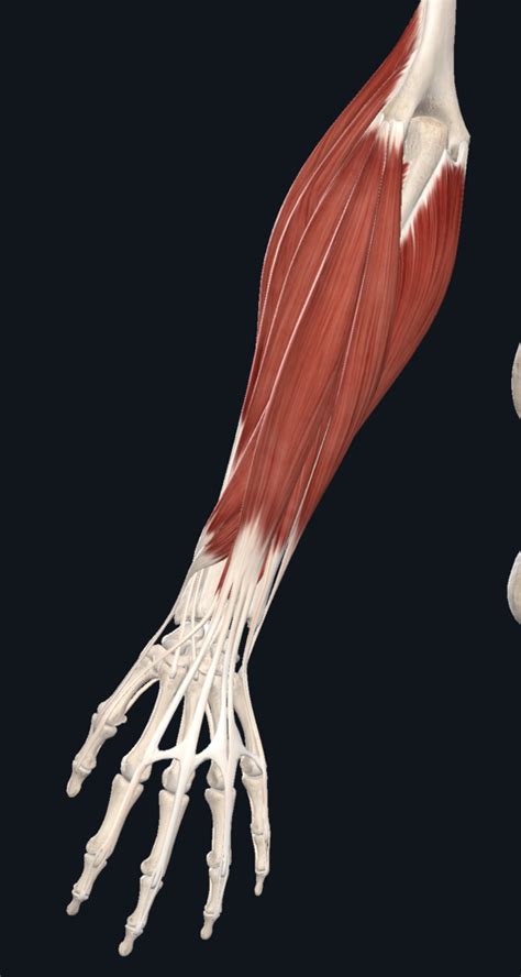 Posterior Superficial Muscles Of The Antebrachium Diagram Quizlet