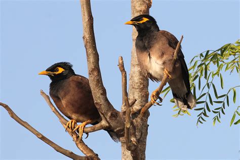 Birds Of Madagascar