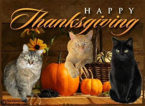 happy thanksgiving blingee cats happy thanksgiving the island cats…every cat wants