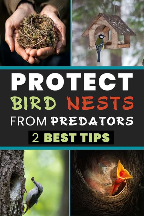 How To Protect Bird Nests From Predators Birds Advice