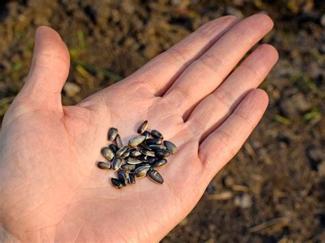 Harvesting Seeds In Fall Tips For Collecting Fall Seeds From Plants