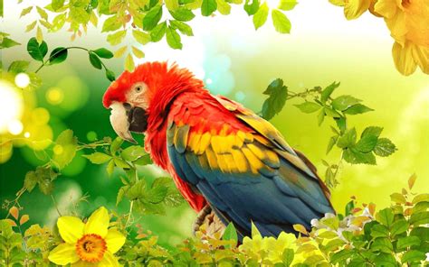 Parrot Paradise Wallpapers Wallpaper Cave