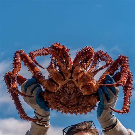 Jumbo Alaskan Golden King Crab Legs King Crab Legs Company