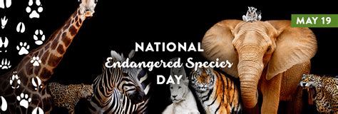 National Endangered Species Day May 15 Endangered Species