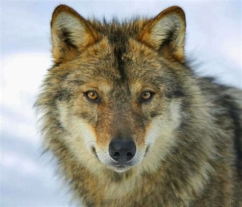 The Big Brotherhood Of The Wolfs Wolf Dog Wolf Beautiful Wolves