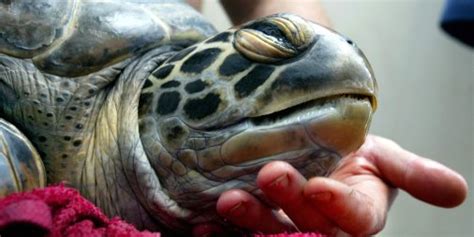 Green Sea Turtles Are Becoming Feminized Because Of