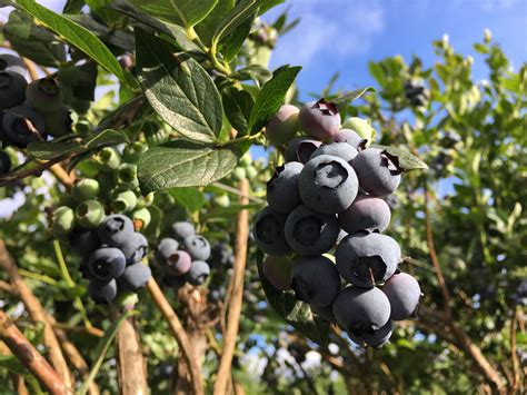 Blueberry Bush Plant Charlesandcambria