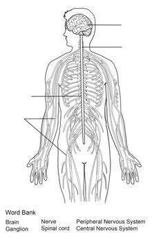 In biology, the nervous system is a highly complex part of an animal that coordinates its actions and sensory information by transmitting signals to and from different parts of its body. Central Nervous System Worksheet Coloring page | Central nervous system, Nervous system anatomy ...