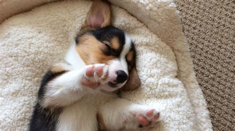 Cute Sleeping Corgi Puppy Compilation Grows Up Youtube