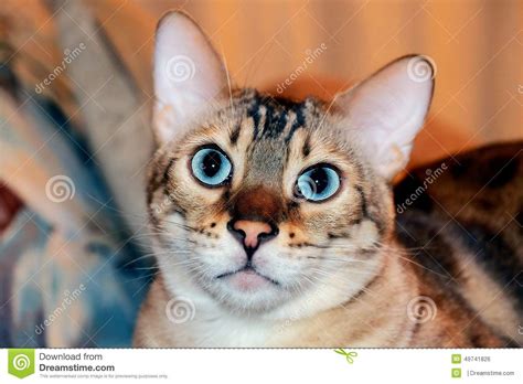 Bengal Cat With Aqua Eyes Stock Photo Image Of Ceramics